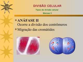 DIVISÃO CELULAR
             Tipos de divisão celular
                    Meiose II



ANÁFASE II
 Ocorre a divisão dos centrômeros
Migração das cromátides
 