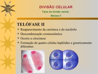 DIVISÃO CELULAR
                   Tipos de divisão celular
                          Meiose II



TELÓFASE II
   Reaparecimento da carioteca e do nucléolo
   Descondensação cromossômica
   Ocorre a citocinese
   Formação de quatro células haplóides e geneticamente
    diferentes
 