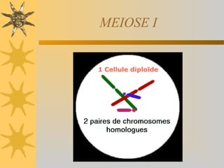 MEIOSE I
 