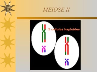 MEIOSE II
 