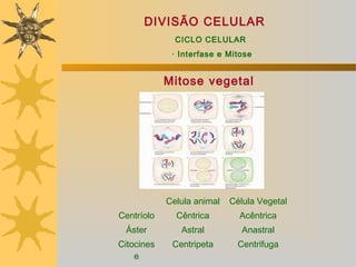 DIVISÃO CELULAR
              CICLO CELULAR
             · Interfase e Mitose


            Mitose vegetal




            Celula animal   Célula Vegetal
Centríolo     Cêntrica        Acêntrica
 Áster         Astral          Anastral
Citocines    Centripeta       Centrifuga
    e
 