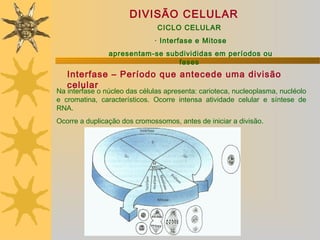 DIVISÃO CELULAR
                               CICLO CELULAR
                              · Interfase e Mitose
                apresentam-se subdivididas em per íodos ou
                                 fases
   Interfase – Período que antecede uma divisão
   celular
Na interfase o núcleo das células apresenta: carioteca, nucleoplasma, nucléolo
e cromatina, característicos. Ocorre intensa atividade celular e síntese de
RNA.
Ocorre a duplicação dos cromossomos, antes de iniciar a divisão.
 