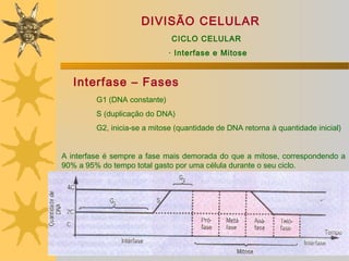 DIVISÃO CELULAR
                              CICLO CELULAR
                              · Interfase e Mitose


   Interfase – Fases
         G1 (DNA constante)
         S (duplicação do DNA)
         G2, inicia-se a mitose (quantidade de DNA retorna à quantidade inicial)


A interfase é sempre a fase mais demorada do que a mitose, correspondendo a
90% a 95% do tempo total gasto por uma célula durante o seu ciclo.
 