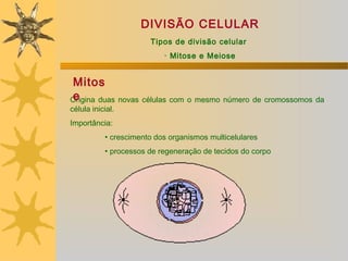 DIVISÃO CELULAR
                       Tipos de divisão celular
                           · Mitose e Meiose


Mitos
e
Origina duas novas células com o mesmo número de cromossomos da
célula inicial.
Importância:
           • crescimento dos organismos multicelulares
           • processos de regeneração de tecidos do corpo
 