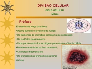 DIVISÃO CELULAR
                             CICLO CELULAR
                                  Mitose


   Prófase
É a fase mais longa da mitose
•Ocorre aumento no volume do núcleo;
•Os filamentos de cromatina começam a se condensar;
•Os nucléolos desaparecem;
•Cada par de centríolos se dirigem para um dos pólos da célula;
•Formam-se as fibras do fuso cromático;
•A carioteca fragmenta-se;
•Os cromossomos prendem-se às fibras
do fuso.
 