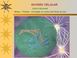 DIVISÃO CELULAR
                   CICLO CELULAR
Mitose – Prófase – Formação do núcleo das fibras do fuso
 