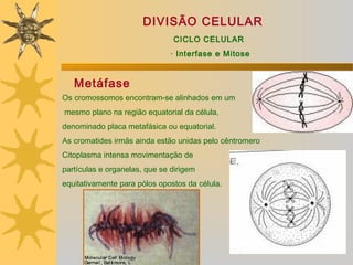 DIVISÃO CELULAR
                               CICLO CELULAR
                              · Interfase e Mitose


   Metáfase
Os cromossomos encontram-se alinhados em um
mesmo plano na região equatorial da célula,
denominado placa metafásica ou equatorial.
As cromatides irmãs ainda estão unidas pelo cêntromero
Citoplasma intensa movimentação de
partículas e organelas, que se dirigem
equitativamente para pólos opostos da célula.
 