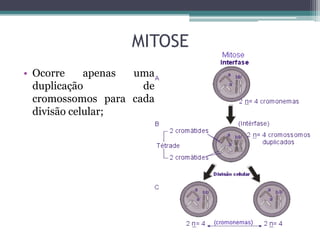 MITOSE
• Ocorre
apenas
uma
duplicação
de
cromossomos para cada
divisão celular;

 