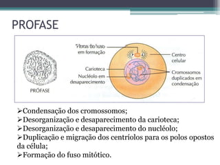 PROFASE

Condensação dos cromossomos;
Desorganização e desaparecimento da carioteca;
Desorganização e desaparecimento do nucléolo;
Duplicação e migração dos centríolos para os polos opostos
da célula;
Formação do fuso mitótico.

 