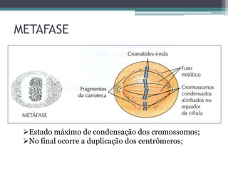METAFASE

Estado máximo de condensação dos cromossomos;
No final ocorre a duplicação dos centrômeros;

 