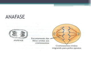 ANAFASE

 