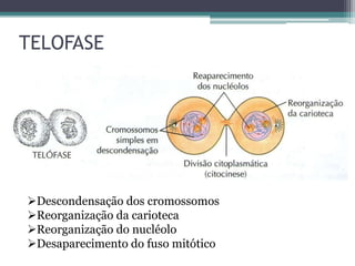 TELOFASE

Descondensação dos cromossomos
Reorganização da carioteca
Reorganização do nucléolo
Desaparecimento do fuso mitótico

 