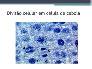 Divisão celular em célula de cebola

 
