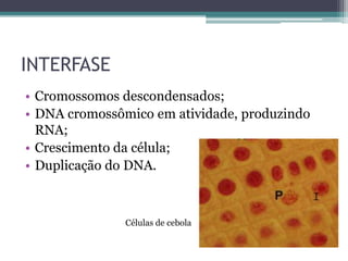 INTERFASE
• Cromossomos descondensados;
• DNA cromossômico em atividade, produzindo
RNA;
• Crescimento da célula;
• Duplicação do DNA.

Células de cebola

 