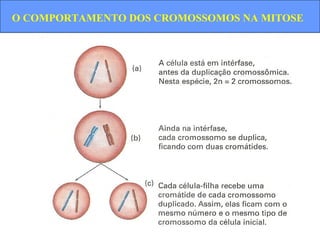 O COMPORTAMENTO DOS CROMOSSOMOS NA MITOSE
 