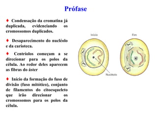 Prófase
 Condensação da cromatina já
duplicada, evidenciando os
cromossomos duplicados.
 Desaparecimento do nucléolo
e da carioteca.
 Centríolos começam a se
direcionar para os polos da
célula. Ao redor deles aparecem
as fibras do áster
 Início da formação do fuso de
divisão (fuso mitótico), conjunto
de filamentos do citoesqueleto
que irão direcionar os
cromossomos para os polos da
célula.
 