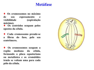 Metáfase
 Os cromossomos no máximo
de seu espessamento e
visibilidade (espiralação
máxima).
 Os centríolos ocupam polos
opostos da célula.
 Cada cromossomo prende-se
a fibras do fuso, pelo seu
centrômero.
 Os cromossomos ocupam a
região mediana da célula,
formando a placa equatoriana
ou metafásica e as cromátides
irmãs se voltam uma para cada
pólo da célula.
 