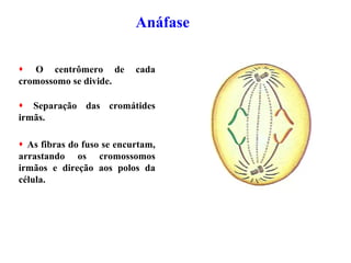 Anáfase
 O centrômero de cada
cromossomo se divide.
 Separação das cromátides
irmãs.
 As fibras do fuso se encurtam,
arrastando os cromossomos
irmãos e direção aos polos da
célula.
 