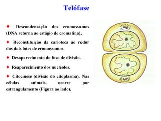 Telófase
 Descondensação dos cromossomos
(DNA retorna ao estágio de cromatina).
 Reconstituição da carioteca ao redor
dos dois lotes de cromossomos.
 Desaparecimento do fuso de divisão.
 Reaparecimento dos nucléolos.
 Citocinese (divisão do citoplasma). Nas
células animais, ocorre por
estrangulamento (Figura ao lado).
 