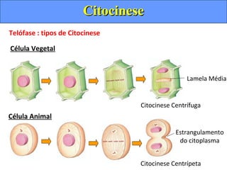 Telófase : tipos de Citocinese
Célula Animal
Célula Vegetal
Citocinese Centrífuga
Citocinese Centrípeta
Lamela Média
Estrangulamento
do citoplasma
CitocineseCitocinese
 