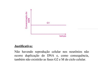 Justificativa:
Não havendo reprodução celular nos neurônios não
ocorre duplicação do DNA e, como consequência,
também não existirão as fases G2 e M do ciclo celular.
 