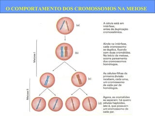 O COMPORTAMENTO DOS CROMOSSOMOS NA MEIOSE
 