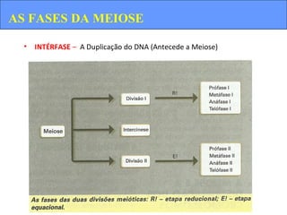 • INTÉRFASE – A Duplicação do DNA (Antecede a Meiose)
AS FASES DA MEIOSE
 
