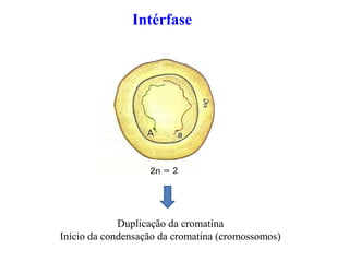 Intérfase
Duplicação da cromatina
Início da condensação da cromatina (cromossomos)
 