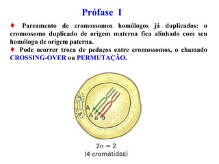 Prófase I
 Pareamento de cromossomos homólogos já duplicados: o
cromossomo duplicado de origem materna fica alinhado com seu
homólogo de origem paterna.
 Pode ocorrer troca de pedaços entre cromossomos, o chamado
CROSSING-OVER ou PERMUTAÇÃO.
 