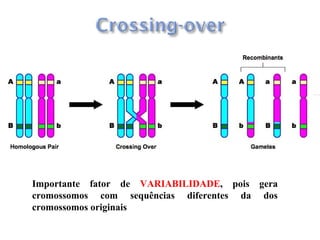 Importante fator de VARIABILIDADE, pois gera
cromossomos com sequências diferentes da dos
cromossomos originais
 