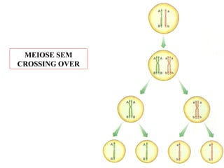 MEIOSE SEM
CROSSING OVER
 