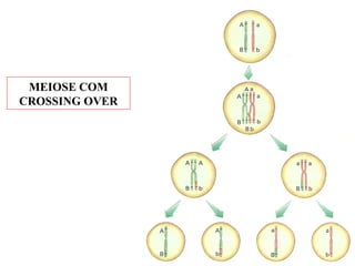 MEIOSE COM
CROSSING OVER
 