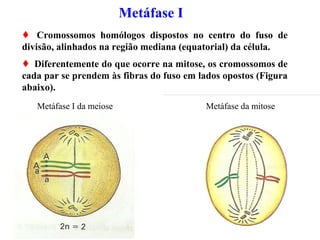 Metáfase I
 Cromossomos homólogos dispostos no centro do fuso de
divisão, alinhados na região mediana (equatorial) da célula.
 Diferentemente do que ocorre na mitose, os cromossomos de
cada par se prendem às fibras do fuso em lados opostos (Figura
abaixo).
Metáfase I da meiose Metáfase da mitose
 