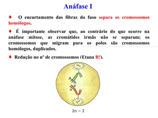 Anáfase I
 O encurtamento das fibras do fuso separa os cromossomos
homólogos.
 É importante observar que, ao contrário do que ocorre na
anáfase mitose, as cromátides irmãs não se separam; os
cromossomos que migram para os polos são cromossomos
homólogos, duplicados.
 Redução no nº de cromossomos (Etapa R!).
 