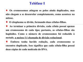 Telófase I
 Os cromossomos atingem os polos ainda duplicados, mas
não chegam a se desenrolar completamente, como acontece na
mitose.
 O citoplasma se divide, formando duas células-filhas.
 Ao terminar a primeira divisão, cada célula possui apenas
um cromossomo de cada tipo; portanto, as células-filhas são
haploides. Como o número de cromossomos foi reduzido à
metade, a meiose I é chamada de divisão reducional.
 Embora tenha havido redução, cada cromossomo se
encontra duplicado. Isso significa que cada célula-filha possui
duas cópias de cada molécula do DNA.
 