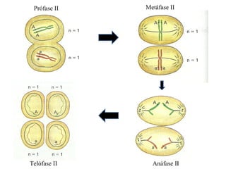 Prófase II Metáfase II
Telófase II Anáfase II
 