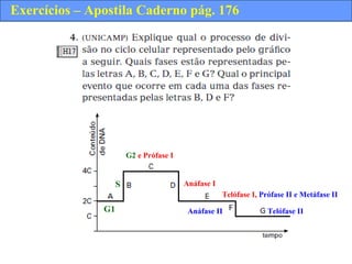 Exercícios – Apostila Caderno pág. 176
G1
S
G2 e Prófase I
Anáfase I
Telófase I, Prófase II e Metáfase II
Anáfase II Telófase II
 