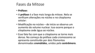 Fases da Mitose
• Prófase:
• A prófase é a fase mais longa da mitose. Nela se
verificam alterações no núcleo e no citoplasma
celular:
• Modificação no núcleo – de início se observa um
aumento do volume nuclear. Isso ocorre porque o
citoplasma cede água ao núcleo.
• Esse fato faz com que o citoplasma se torne mais
denso. No começo da prófase cada cromossomo se
apresenta constituído por dois filamentos
denominados cromátides, unidos pelo centrômero.
 
