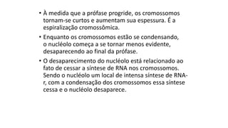 • À medida que a prófase progride, os cromossomos
tornam-se curtos e aumentam sua espessura. É a
espiralização cromossômica.
• Enquanto os cromossomos estão se condensando,
o nucléolo começa a se tornar menos evidente,
desaparecendo ao final da prófase.
• O desaparecimento do nucléolo está relacionado ao
fato de cessar a síntese de RNA nos cromossomos.
Sendo o nucléolo um local de intensa síntese de RNA-
r, com a condensação dos cromossomos essa síntese
cessa e o nucléolo desaparece.
 