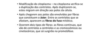 • Modificação do citoplasma – no citoplasma verifica-se
a duplicação dos centríolos. Após duplicarem-se,
estes migram em direção aos polos da célula.
• Após chegarem aos polos são envolvidos por fibras
que constituem o áster. Entre os centríolos que se
afastam, aparecem as fibras do fuso mitótico.
• Ocorrem dois tipos de fibras: as fibras contínuas, que
vão de centríolos a centríolos e as cromossômicas ou
cinetocóricas, que só surgirão na prometáfase.
 