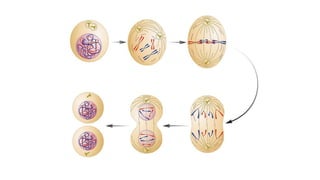 Divisão Celular.pdf aaaaaaaaaaaaaaaaaaaa