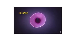 Divisão Celular.pdf aaaaaaaaaaaaaaaaaaaa