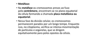 • Metáfase:
• Na metáfase os cromossomos presos ao fuso
pelo centrômero, encontram-se no plano equatorial
da célula formando a chamada placa metafásica ou
equatorial.
• Nessa fase da divisão celular, os cromossomos
permanecem parados por um longo tempo. Enquanto
isso, no citoplasma, verifica-se intensa movimentação
de partículas e organelas, que se dirigem
equitativamente para polos opostos da célula.
 