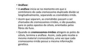 • Anáfase:
• A anáfase inicia-se no momento em que o
centrômero de cada cromossomo duplicado divide-se
longitudinalmente, separando as cromátides-irmãs.
• Assim que separam, as cromátides passam a ser
chamadas de cromossomos-irmãos, e são puxados
para os polos opostos da célula, orientados pelas
fibras do fuso.
• Quando os cromossomos-irmãos atingem os polos da
célula, termina a anáfase. Assim, cada polo recebe o
mesmo material cromossômico, uma vez que cada
cromossomo-irmão possui a mesma informação
genética.
 