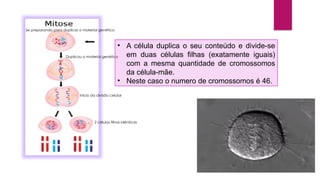 • A célula duplica o seu conteúdo e divide-se
em duas células filhas (exatamente iguais)
com a mesma quantidade de cromossomos
da célula-mãe.
• Neste caso o numero de cromossomos é 46.
Se preparando para duplicar o material genético
Duplicou o material genético
Início da divisão celular
2 células filhas idênticas
 