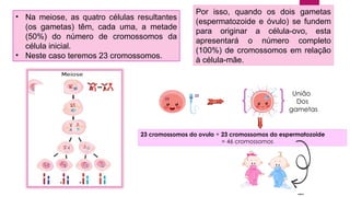 • Na meiose, as quatro células resultantes
(os gametas) têm, cada uma, a metade
(50%) do número de cromossomos da
célula inicial.
• Neste caso teremos 23 cromossomos.
Por isso, quando os dois gametas
(espermatozoide e óvulo) se fundem
para originar a célula-ovo, esta
apresentará o número completo
(100%) de cromossomos em relação
à célula-mãe.
23
23
23 cromossomos do ovulo + 23 cromossomos do espermatozoide
= 46 cromossomos
União
Dos
gametas
 