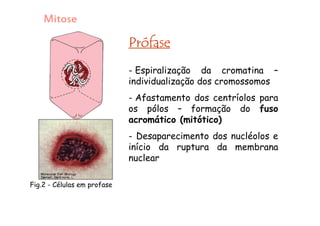 Mitose
PrófasePrófasePrófasePrófase
- Espiralização da cromatina,
individualização dos cromossomos
- Afastamento dos centríolos para
os pólos – formação do fuso
acromático (mitótico)
-Desaparecimento do nucléolo e da
carioteca (início da ruptura da
membrana nuclear)
- Os cromossomos já formados se
movem e se unem a uma fibra do
fuso pelo seu centrômero.
Fig.2 - Células em profase
 