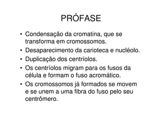 Início da prófase
 