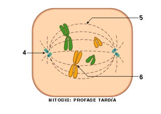 PrófasePrófasePrófasePrófase
Fig.3 - Formação do fuso acromático
 