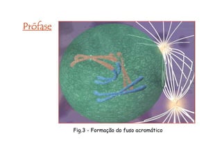 MetáfaseMetáfaseMetáfaseMetáfase
-Cromossomos dispostos no
plano equatorial da célula –
placa equatorial;
-Cromossomos atingem o
máximo de condensação.
Fig.5 - Células em metáfase
Mitose
 